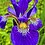 Iris1